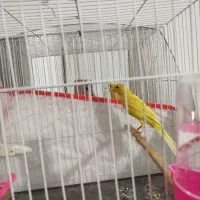 قناری رسمی بلند طلای نر اماده