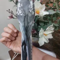 عروس هلندی البینو نر سخنگو