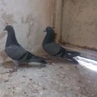 کبوتر|پرنده|مسجد سلیمان, |دیوار