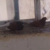 سرخ.پر