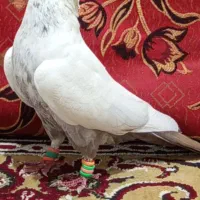 کبوتر دمبی