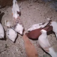 کبوتردرکبوتر|پرنده|بروجرد, |دیوار