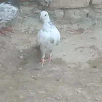 کبوترپرشی