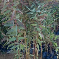 نهال لیمو،مرکبات اکالیپتوس نخل