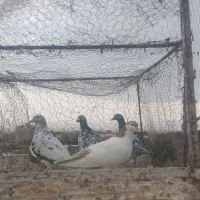 ۷۰کبوتر جفت گاه وهوایی|پرنده|تربت جام, یحیی آباد|دیوار