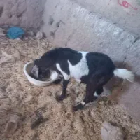 بزغاله نر پاکستانی معامله با میش زاییده