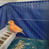 قناری ردفاکتوروفنچ گلدین|پرنده|فردیس, منظریه|دیوار