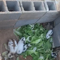 خرگوش نر و ماده