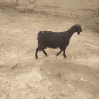 بزابستن جوان بزغاله چاق دارم|حیوانات مزرعه|کنگاور, |دیوار