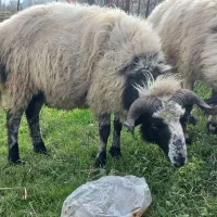 گوسفند نر|حیوانات مزرعه|احمدسرگوراب, |دیوار