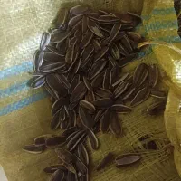 تخمه|لوازم جانبی حیوانات|تربت جام, معدآباد|دیوار