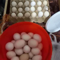 تخم مرغ گلین و محلی اصل