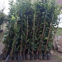 نهالستان و گلخانه خدادوست