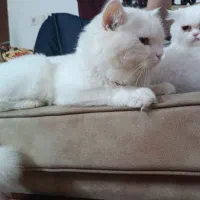 گربه پرشین و هیمالین|گربه|نوشهر, |دیوار