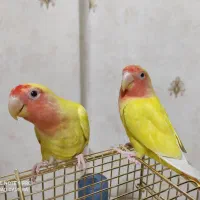جفت طوطی برزیلی
