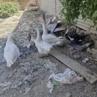 فروش غاز و قوغاز|حیوانات مزرعه|آبادان, |دیوار