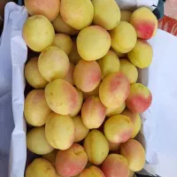 زردالو