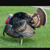 حیوانات مزرعه