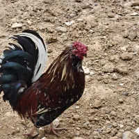 خروس اصیل گلین