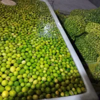 آبلیمو امساله درجه یک بدون تلخی|خوردنی و آشامیدنی|قم, چهار مردان|دیوار