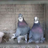 کفتر مایه  خال قدیم  گنجه بر|پرنده|تهران, تهرانپارس شرقی|دیوار