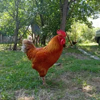 خروس جوان و زیبا