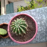 فروش انواع کاکتوس به قیمت بسیار پایین