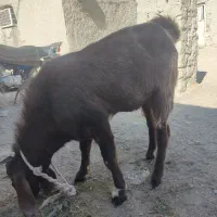 بزپر گوشت چاق|حیوانات مزرعه|ساربوک, |دیوار