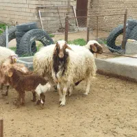 بره چاق برای غصابی