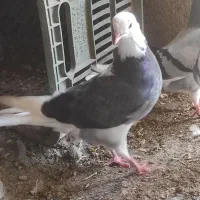 ماده شازده