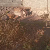 سگ سرابی یک ساله|سگ|بستان آباد, |دیوار