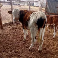 گوساله سیمینتال