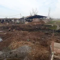 فروش کود حیوانی