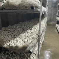 اموزش کشت قارچ دکمه ای و صدفی