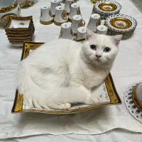 دانسی و لردشید طلاکوب اصل و قدیمی|ظروف سرو و پذیرایی|کیاشهر, |دیوار