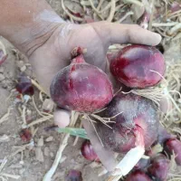 بذر پیاز قرمز اناری|عمده‌فروشی|لیلان, |دیوار