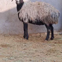 شیشک قوچ خورده میش جوان ابستن سنگین