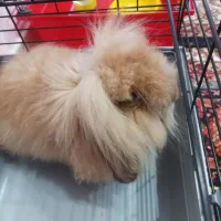 لوپ مینیاتوری زرنگ