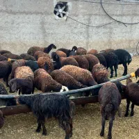 حیوانات مزرعه|حیوانات مزرعه|حسن آباد, |دیوار