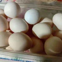 تخم مرغ محلی