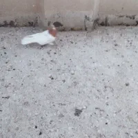 کبوتر|پرنده|میانه, |دیوار