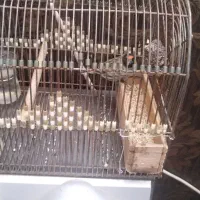 سهره گلبسر|پرنده|زرقان, |دیوار