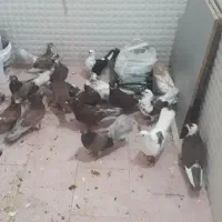کفتر گرفتنی دونه۹۰ موفت|پرنده|قم, یزدان‌شهر|دیوار
