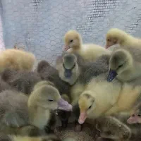 جوجه غاز محلی دوهفته ایی|حیوانات مزرعه|گلوگاه بابل (گلیا), |دیوار