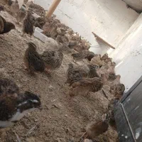 تخم بلدرچین نطفه دارضمانتی 5هزار بلدرچین بالغ75|حیوانات مزرعه|زاهدان, |دیوار