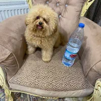 تاینی پودل ماده خاص|سگ|تهران, زعفرانیه|دیوار