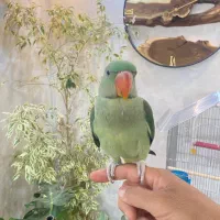 شاه طوطی دستی و آرام و جوان زیبا|پرنده|شیراز, ارم|دیوار