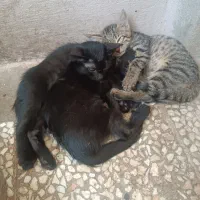 واگذاری بچه پیشی ملوس