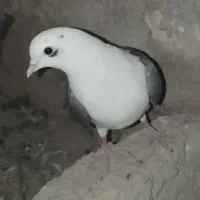 کفتر|پرنده|نیمروز, |دیوار