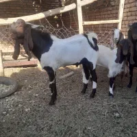 بزغاله نر تخمی